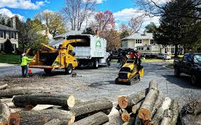 Best Tree Removal Services  in South Amboy, NJ